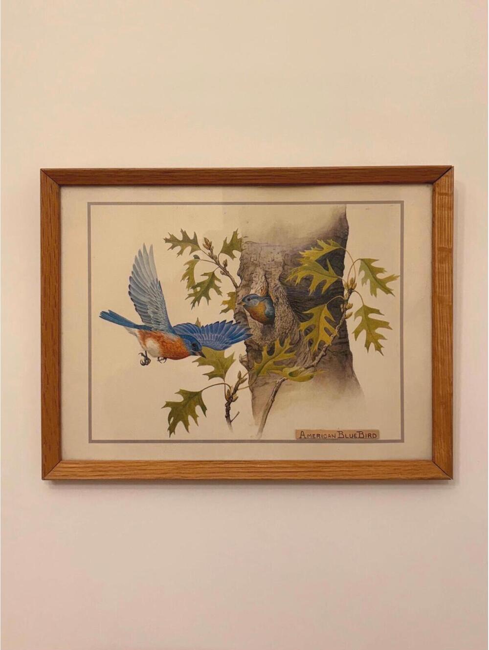 Vintage American Bluebird Framedj Print | Rustic Bird Wall Art